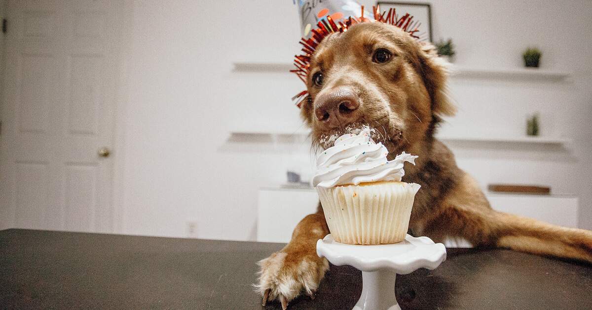 Receita de bolo para cachorro: comemore em grande estilo