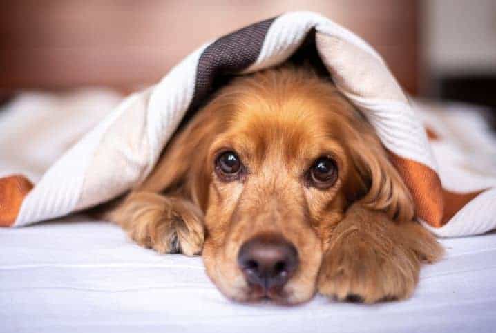 Sintomas de insuficiência renal crônica em cães