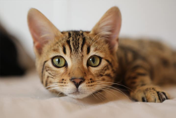 A adolescente que se transforma num gato