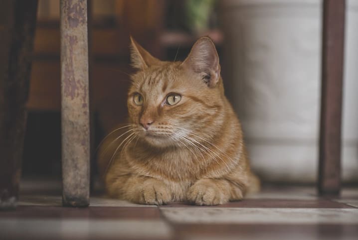 Anemia em gatos: saiba tudo sobre esse problema em felinos | Petz