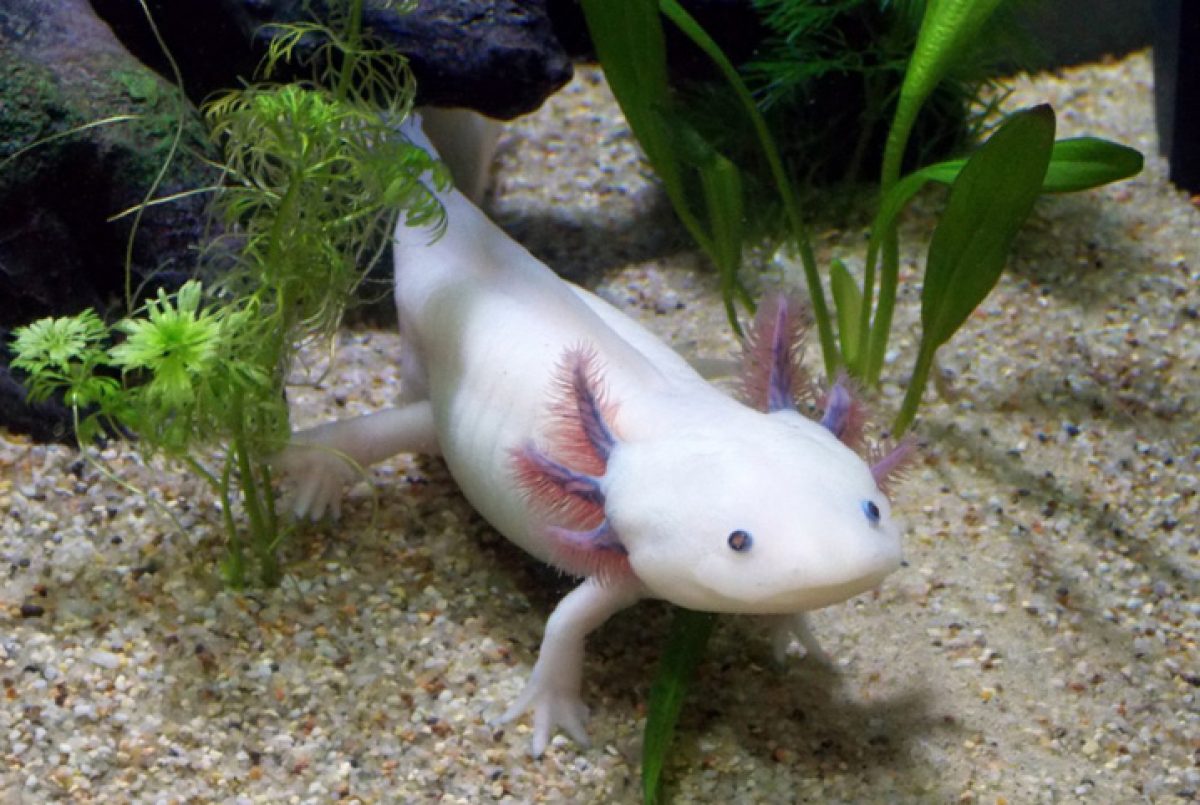 Axolote top 10 animais bizarros