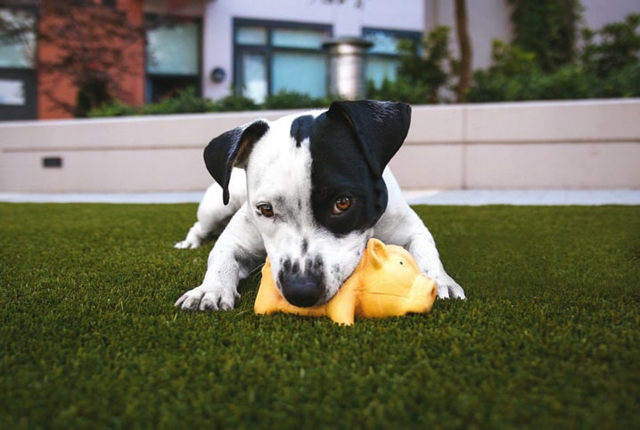 Brinquedo para cães: descubra como escolher o ideal para seu amigo