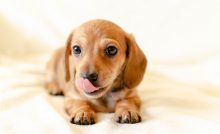 cachorro lambendo o chao