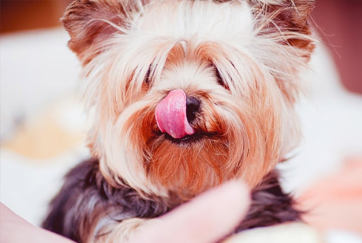 cachorro lambendo o chao compulsivamente pet