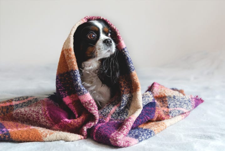 Cachorro no frio: saiba 5 exercícios para seu amigo fazer no inverno