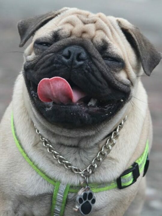 pug