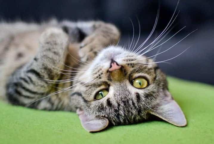 Gato com pelos mesclados deitado com a barriga para cima.