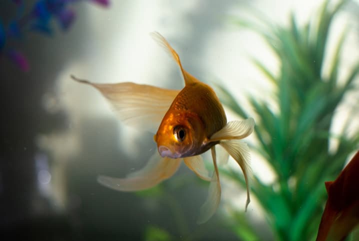 formato de aquario pet