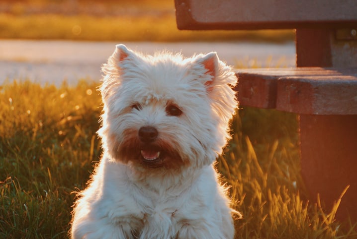 latido cachorro pet