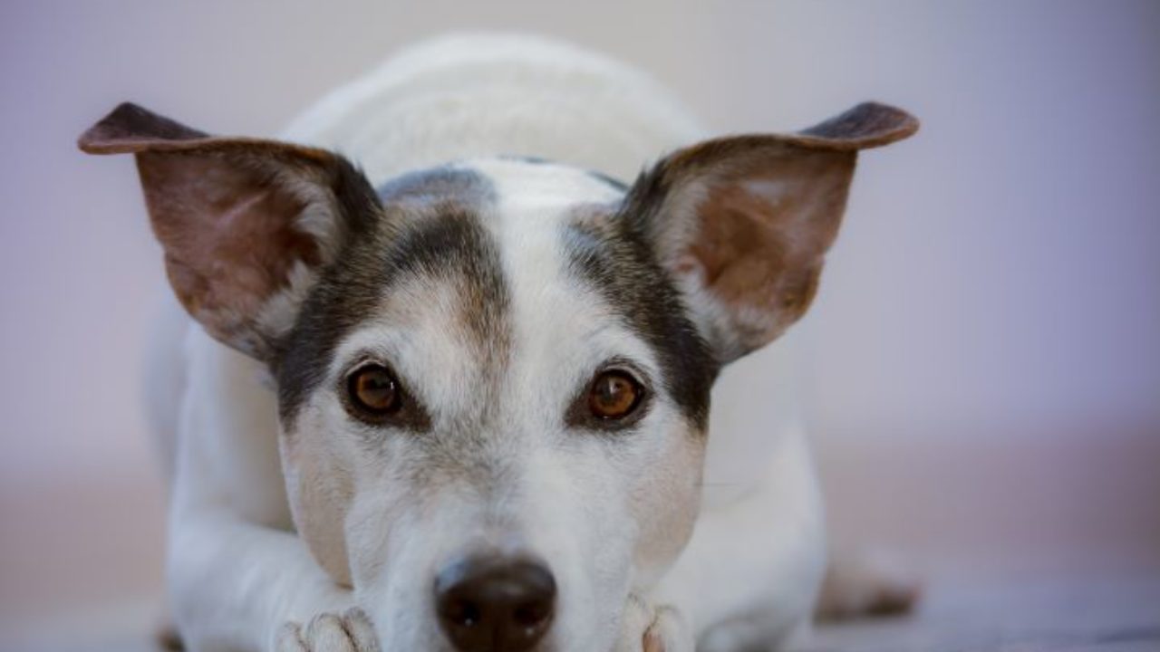 Fezes dos cães: Tudo o que precisa de saber