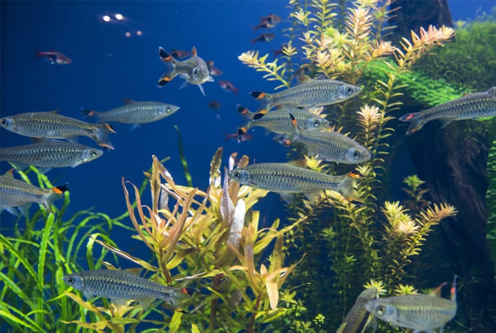 peixes nadando no aquário