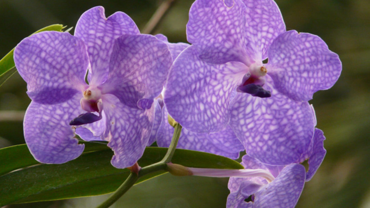 Tipos de orquídeas: conheça 5 e se apaixone! | Petz