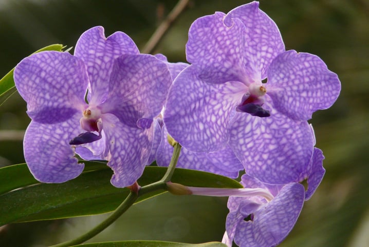 como fazer muda de orquidea