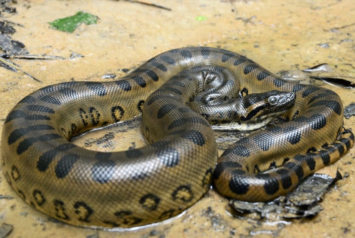 Cobra verde com desenho de animais de ovos em fundo branco