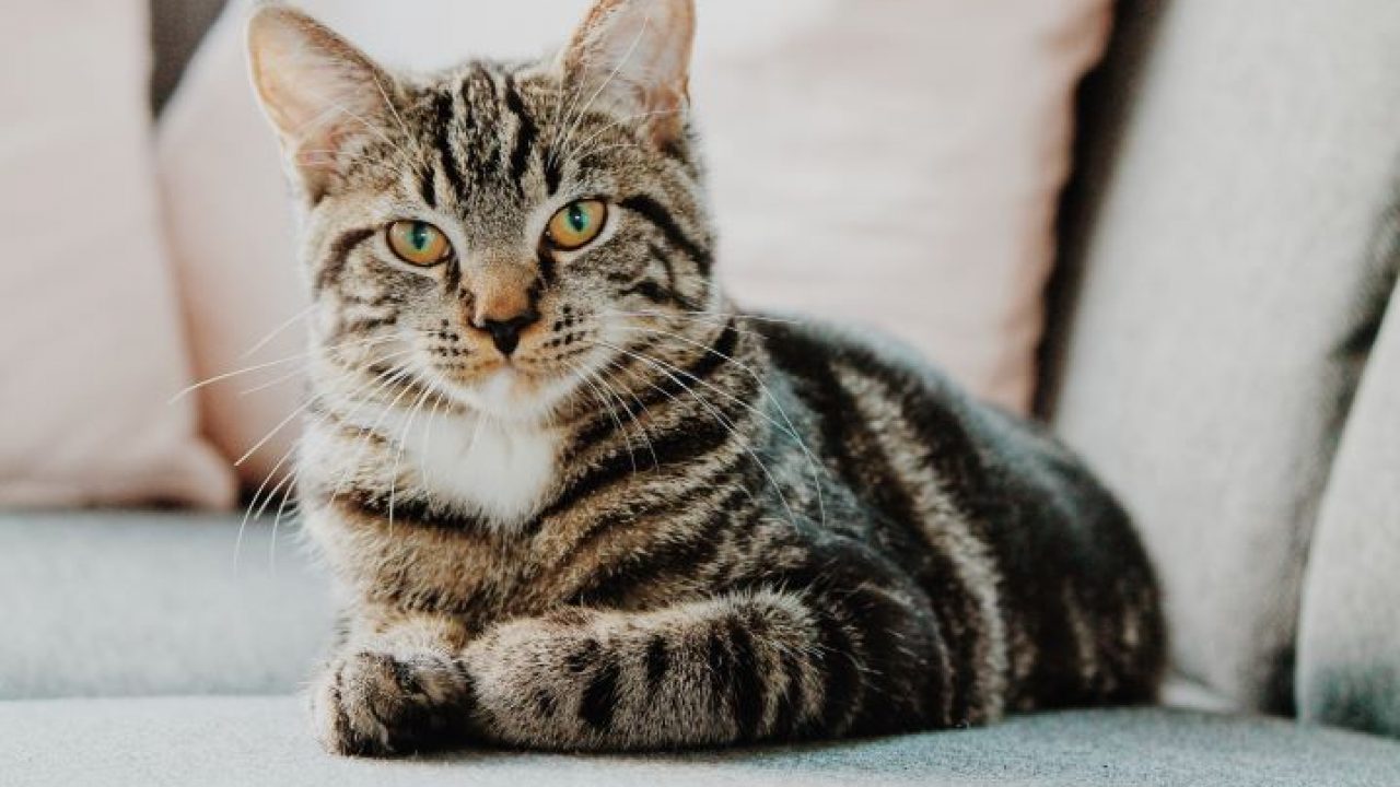 Desenvolvimento e cuidados a ter com o gatinho