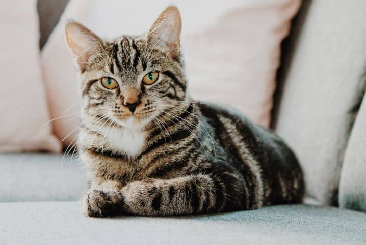 A adolescente que se transforma num gato