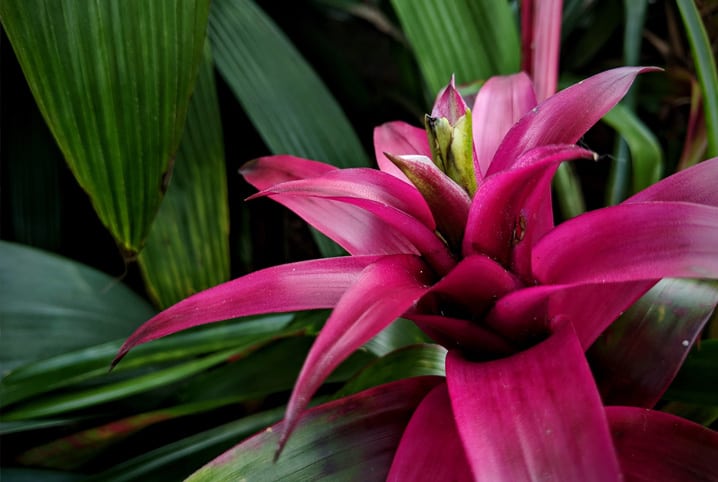 plantas para dentro de casa