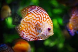 Você sabe o que os peixes comem?