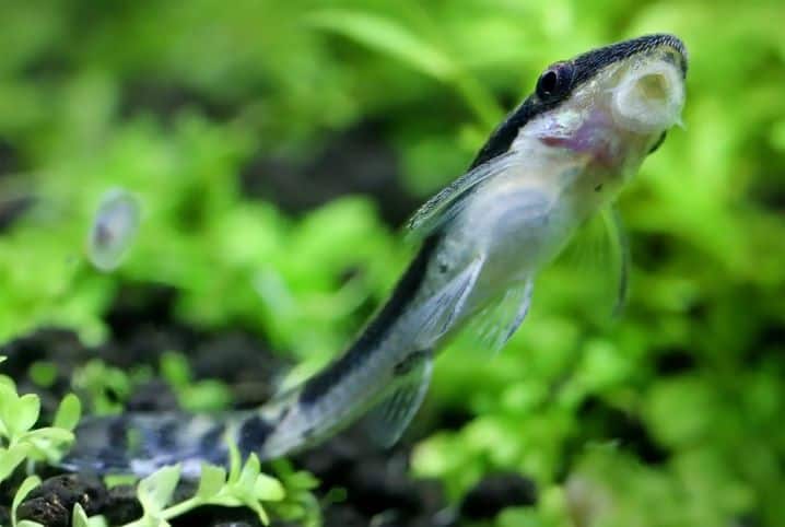 Criar peixes: conheça 5 espécies para iniciantes | Petz Criar peixes: conheça 5 espécies para iniciantes | Petz