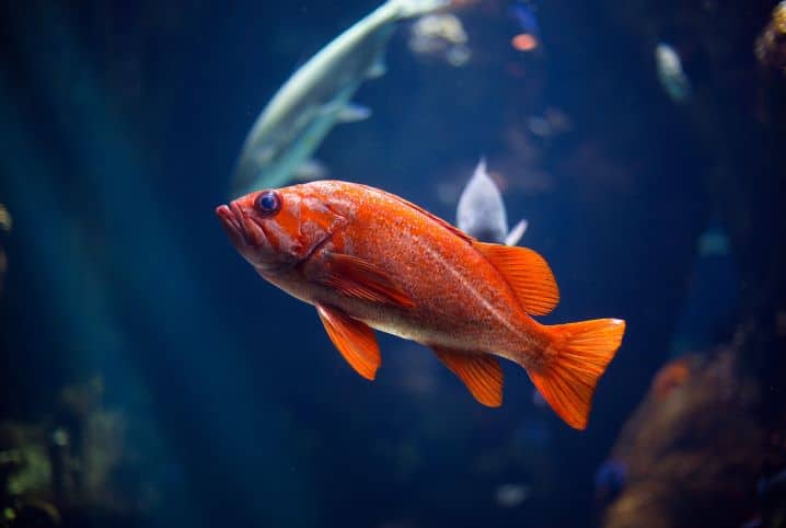 Criar peixes: conheça 5 espécies que podem conviver juntas!