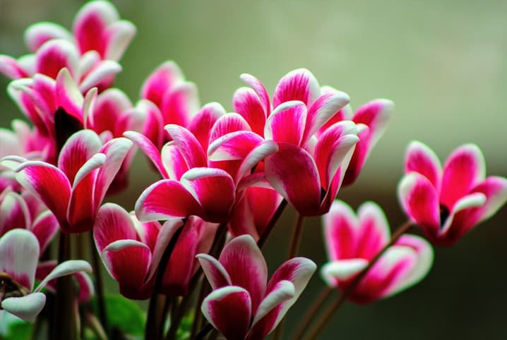 cyclamen