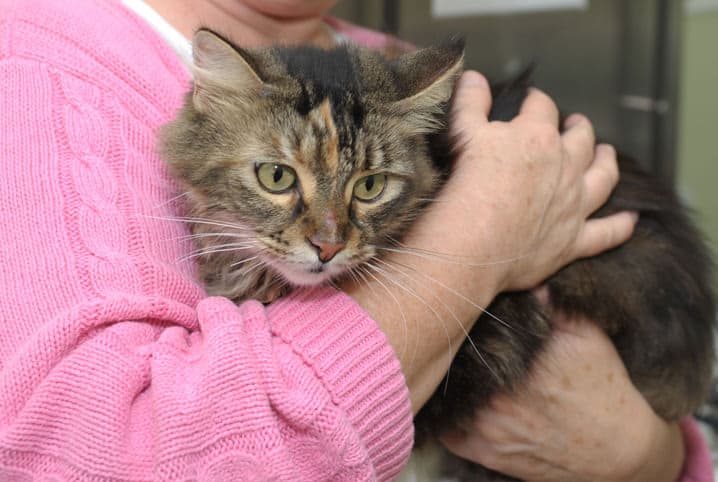 Gato no colo de uma mulher de blusa rosa.