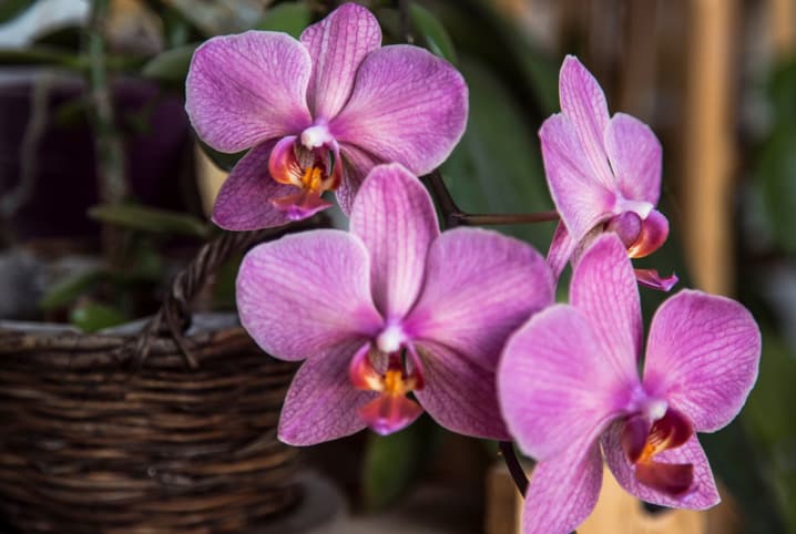 Veja algumas dicas sobre como cuidar de orquídeas | Petz