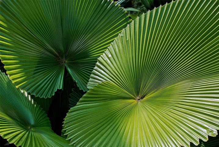 palmeira leque