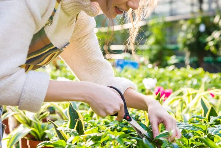 Mulher cortando uma planta no jardim.