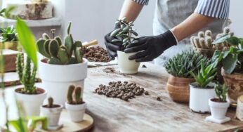 Plantas para dentro de casa: veja algumas opções!
