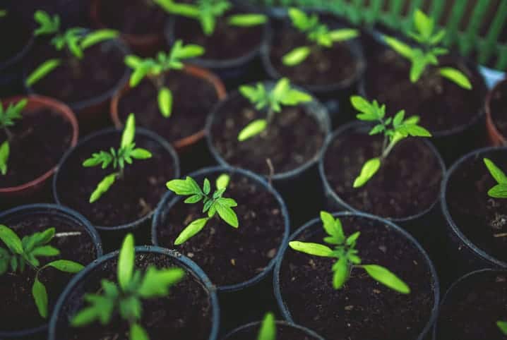 Vasos pequenos com plantas começando a crescer.