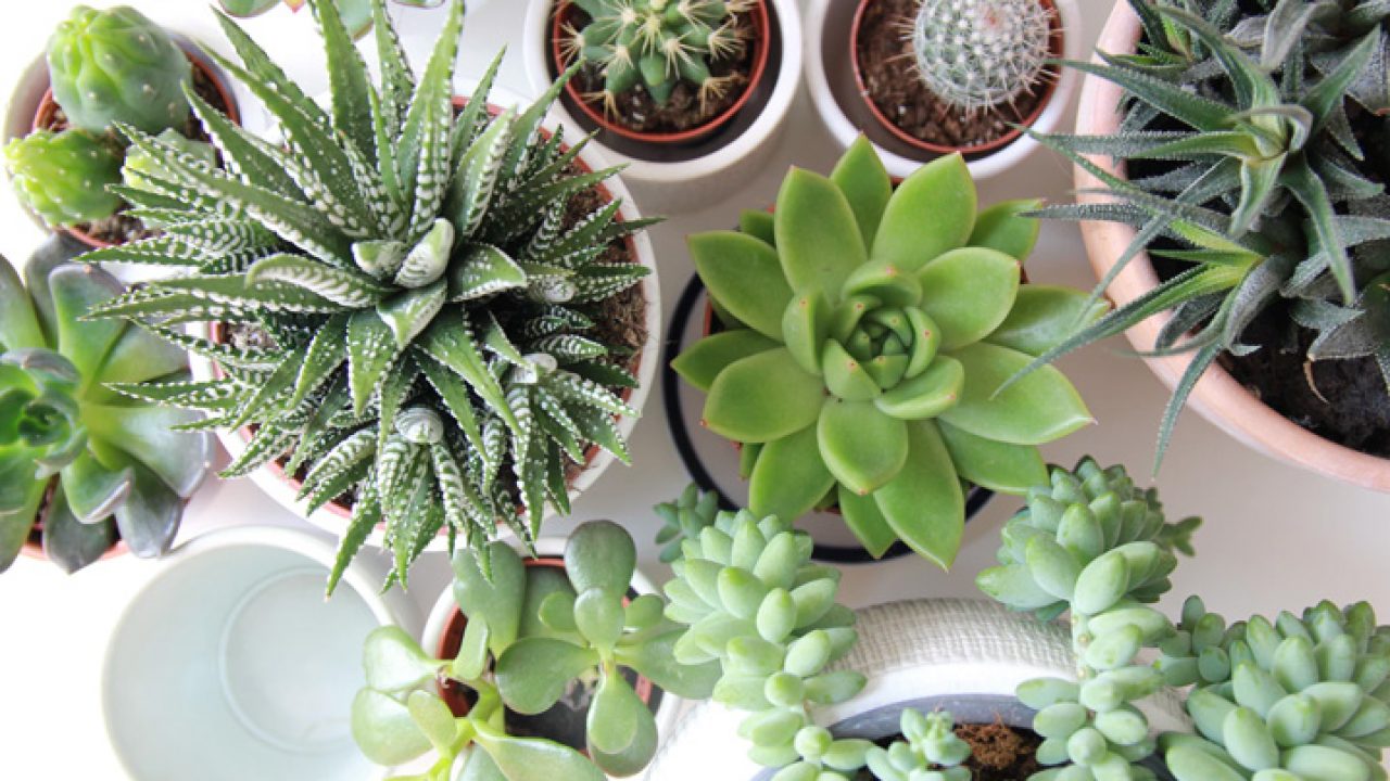 15 plantas que florescem o ano todo: características e fotos