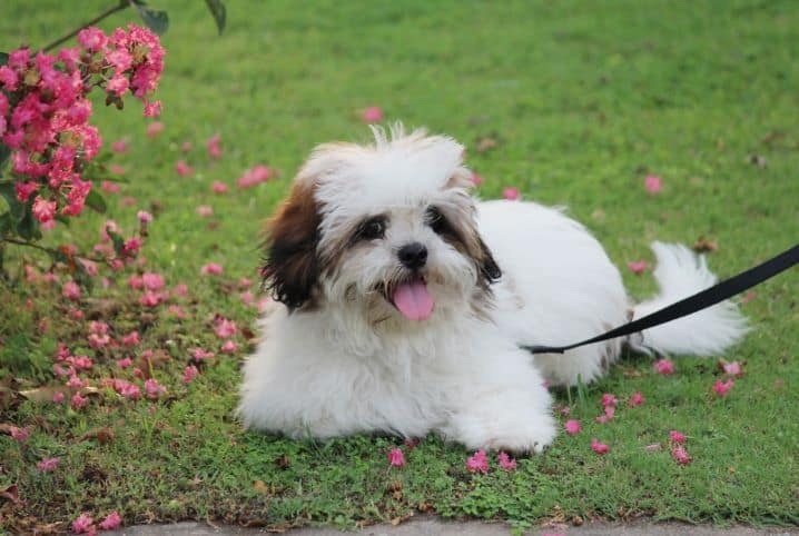 tipos de pelos de cachorro longos