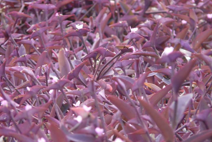 Plantas para dentro de casa