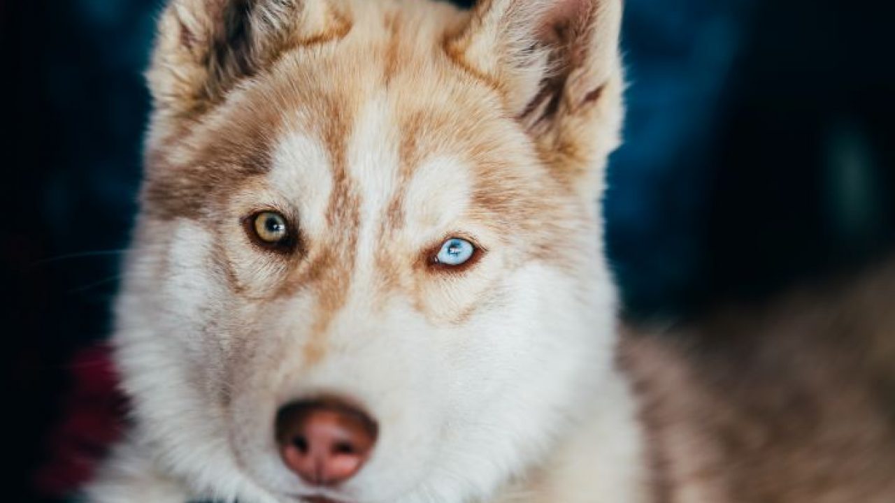 Animais 3D: gatos e cachorros chegam à busca do Google