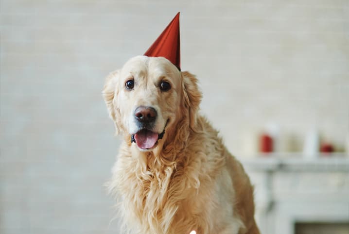 aniversario de cachorro
