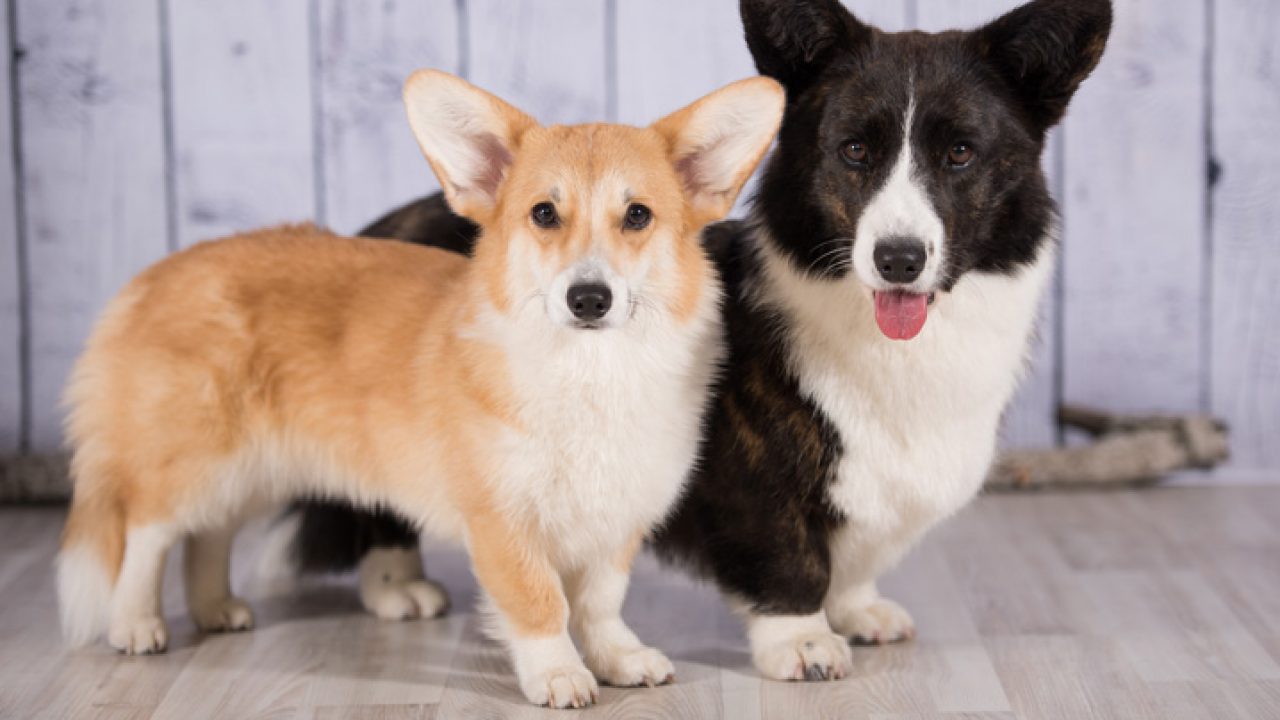 Corgi gales sales cardigan