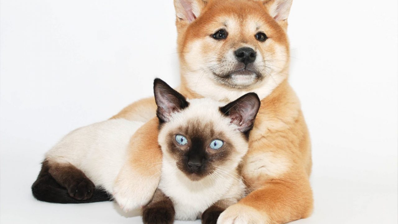 Cara de gato e cachorro de desenho animado