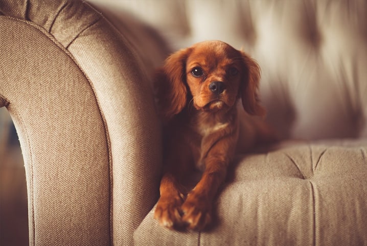 Como adaptar o cachorro ao novo lar: 9 formas de ajudar seu amigo!
