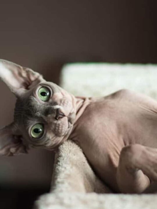 gato sphynx