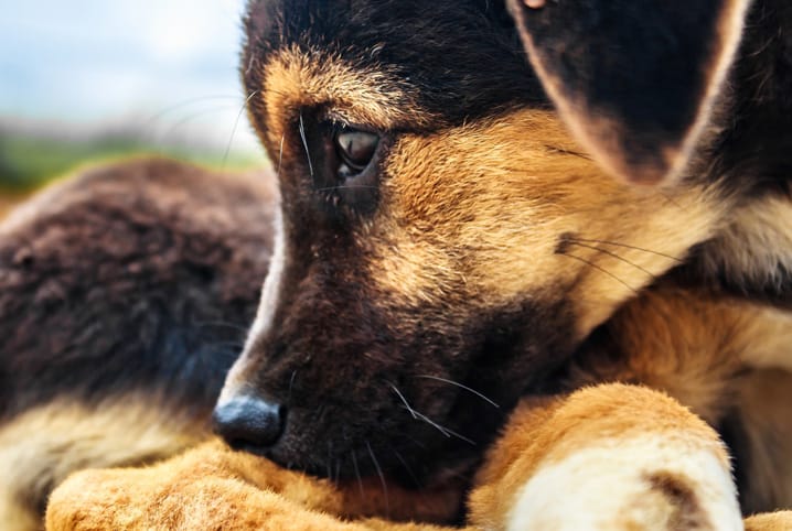 depressão em cães