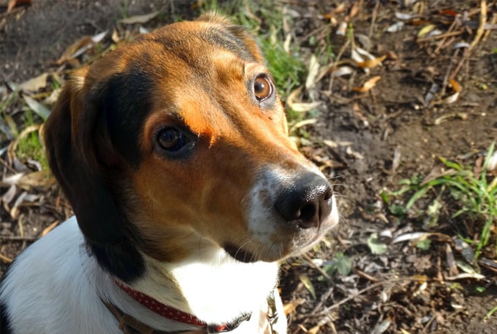 cachorro com depressão