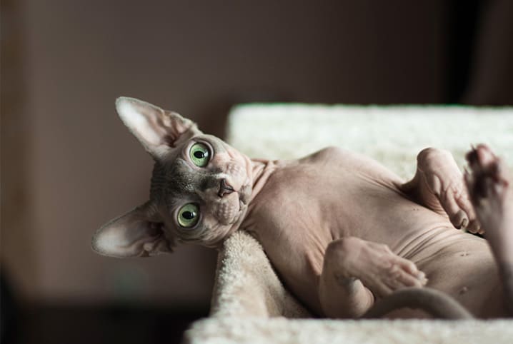 gato sphynx