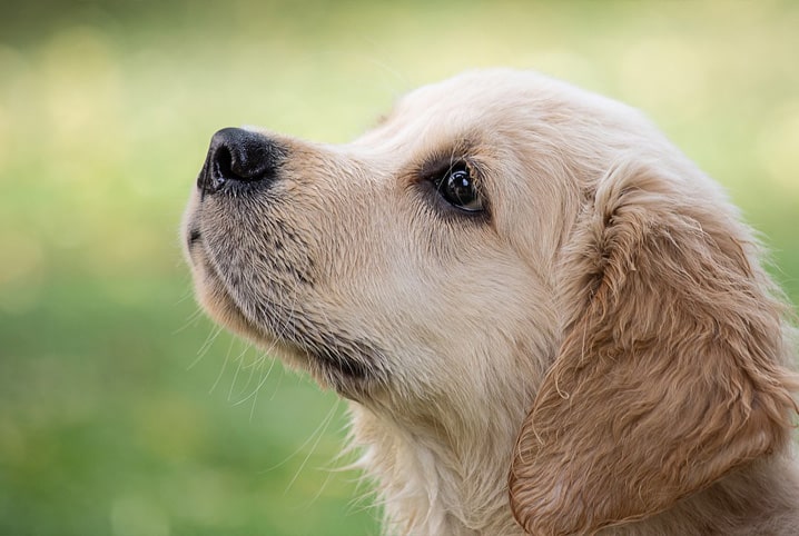 melhor cachorro para crianca golden