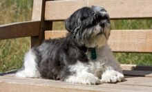 melhor cachorro para crianca shih tzu