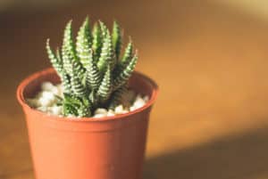 Plantas para casa: 8 sinais de que você ama cuidar de plantas!