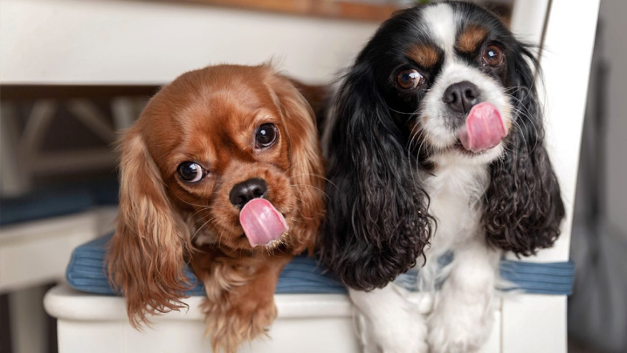 Dicas de Saúde para o seu PET! 1 Saúde