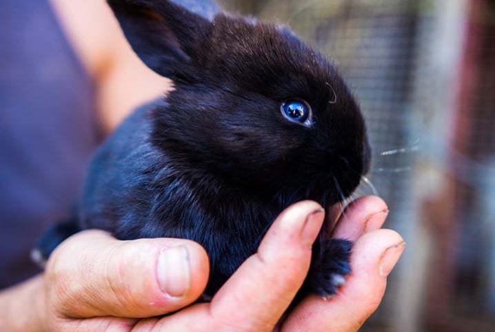 Como oferecer alimentos para coelhos? Conheça 30 comidas permitidas!
