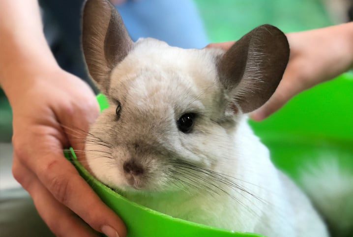 Chinchila dentro de pote verde.