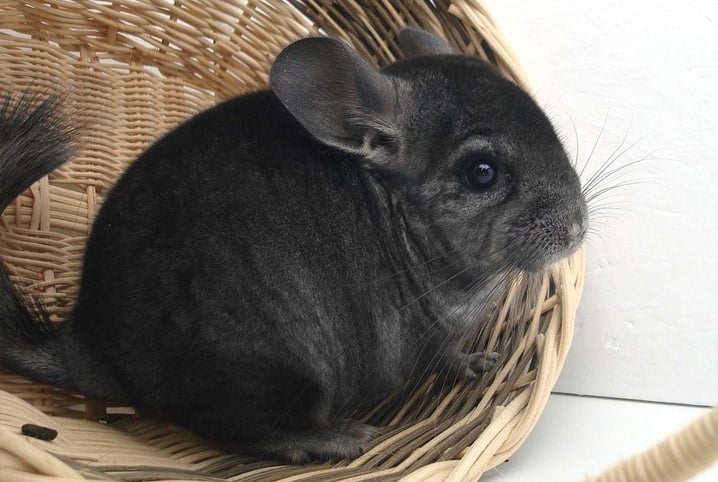 Chinchila dentro de cesto.